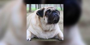 Obesite : elle frappe aussi les animaux !