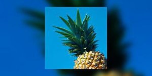 En attendant les fraises francaises, mangez de l’ananas
