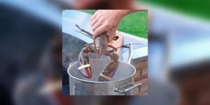Comment bien cuire un homard