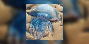 Etes-vous prets a manger des meduses ?