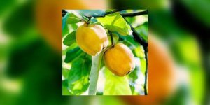 Coing : connaissez-vous vraiment ce fruit benefique ?