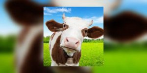 Viande, charcuteries et cancer