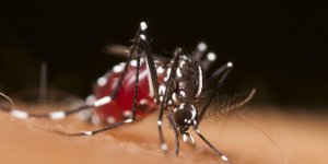 Chikungunya : cet ete, le risque d’epidemie est reel