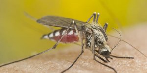 Dengue, chikungunya et Zika : le moustique tigre est de retour