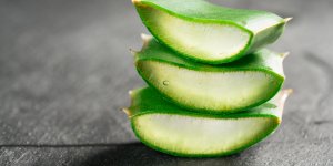 Aloe vera : pourquoi il ne faut pas consommer ses feuilles fraiches