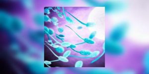 La fertilite diminue a mesure que l’environnement se degrade…