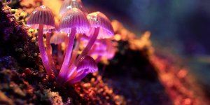 Depression : LSD, ectasy pourraient "reparer" le cerveau