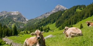Epidemie de fievre charbonneuse dans les Hautes-Alpes : quels sont les risques ?