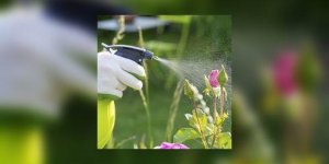 Insecticide : les pyrethrinoides perturbent le developpement intellectuel des enfants
