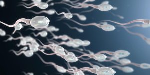 Pesticides : le chlordecone a un impact a long terme sur la fertilite