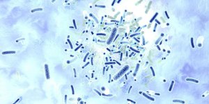 Les bacteries multi resistantes responsables de 33 000 morts en Europe en 2015