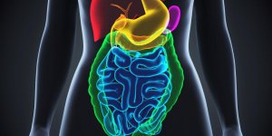 L’interstitium, cet organe du corps humain qui vient d’etre decouvert