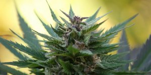 Une boutique vendant du cannabis ouvre dans le Nord de la France