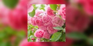 Des roses et des motards pour lutter contre le cancer