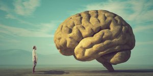 Cerveau : les humains ne sont pas adulte avant l-age de 30 ans