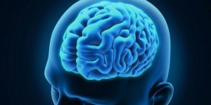 Pourquoi notre cerveau est de plus en plus gros !