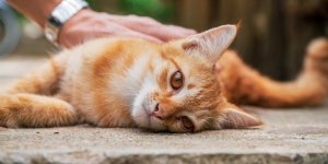 Un britannique decede de la rage apres une morsure de chat