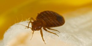 Que faire pour eviter une invasion de punaises de lit chez soi ?