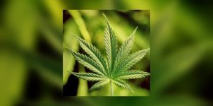 L’allergie au cannabis, ca existe !