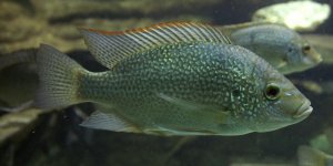Des chirurgiens construisent un vagin a partir de peau de poisson