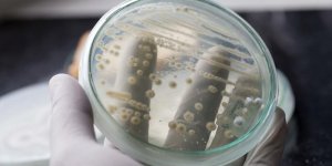 Afrique du Sud : La bacterie Klebsiella pneumonia tue 6 nourrissons