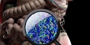 Des chercheurs decouvrent le chef d’orchestre de notre flore intestinale