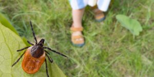 Sept erreurs a eviter absolument lors du retrait d-une tique