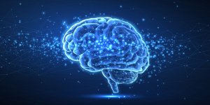 Cerveau : pourquoi il commence a retrecir des 45 ans et comment ralentir le processus