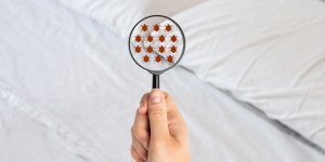 Quel protocole adopter contre les punaises de lit ?
