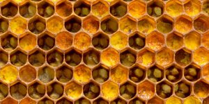 Gelee royale : pour qui, pour quoi ?
