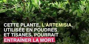 Artemisia : cette plante qui peut etre mortelle
