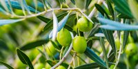 Hypertension : 5 plantes qui abaissent la pression artérielle