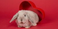 Orgasme féminin : une étude sur les lapins aurait résolu son mystère
