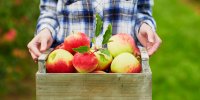 Pomme : un aliment médicament… plein de pesticides ? 