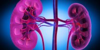 Calculs urinaires : quelle alimentation anti-calculs ?