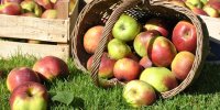 Compote de pommes vertes, granité de cidre