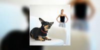 Halte au stress ! Offrez à votre chien une vie sereine