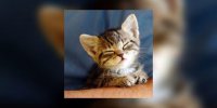Un chaton rejoint votre foyer : tous les conseils