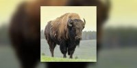 De la viande de bison pour Noël ? 