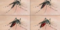 Chikungunya : un cas détecté dans le Tarn