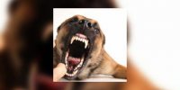 Morsures de chien : 33 décès en 20 ans