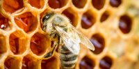 Glyphosate dans du miel : le parquet de Lyon ouvre une enquête
