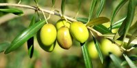 L'olivier contre le cholestérol