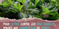 Le persil pour lutter contre les yeux gonflés