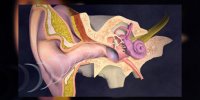 L'otite moyenne expliquée en vidéo
