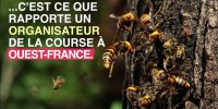 Bretagne : 20 coureurs piqués par des frelons