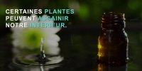 3 plantes pour purifier l'air intérieur
