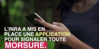 Tiques : les Alpes déclarent le plus grand nombre de morsures