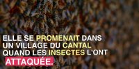 Une femme de 90 ans attaquée par un essaim d'abeilles