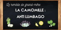 La camomille pour soulager le lumbago